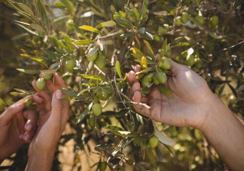 hands holding olive tree