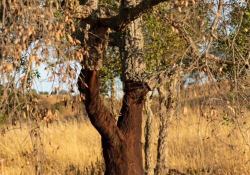 jacek-ulinski-S2hm-Mby4Ms-unsplash