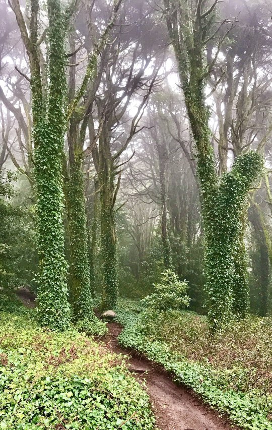 Sintra Forest